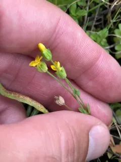 timwort thumbnail 2