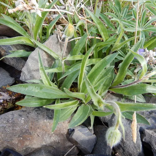 Narrowleaf Arnica