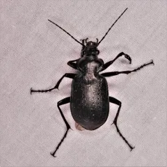 Black Caterpillar Hunter thumbnail 1
