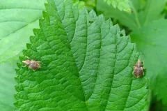 Panscopus maculosus thumbnail 2