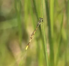 Citrine Forktail thumbnail 3