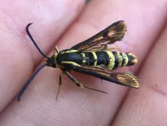 Synanthedon chrysidipennis thumbnail 4