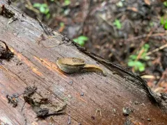 Pale Jumping-slug thumbnail 2