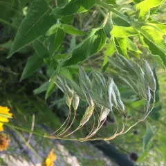 Prairie Brome thumbnail 2