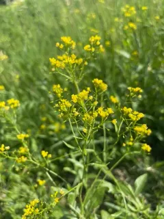 austrian field-cress thumbnail 3