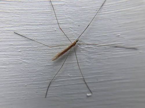 Dicranomyia longipennis