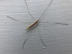 Dicranomyia longipennis thumbnail 1