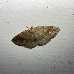 Pale Homochlodes Moth thumbnail 1