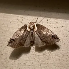 Eyed Baileya Moth thumbnail 2