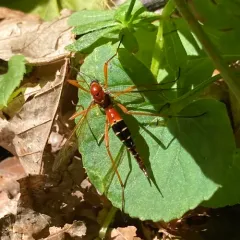 Antlered Crane Fly thumbnail 4
