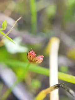 kellogg's dwarf rush thumbnail 3