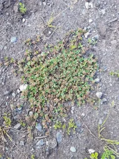 Clustered clover thumbnail 3