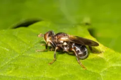 Myopa virginica thumbnail 1
