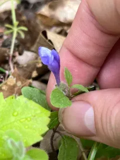 blue skullcap thumbnail 1