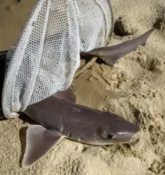 Dusky Smooth-hound thumbnail 4