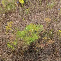 Klickitat desert parsley thumbnail 1