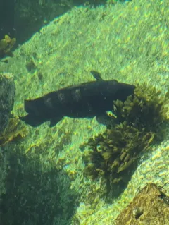 Tautog thumbnail 4