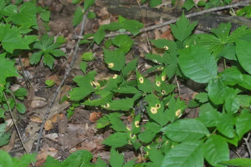 Puccinia actaeae-elymi