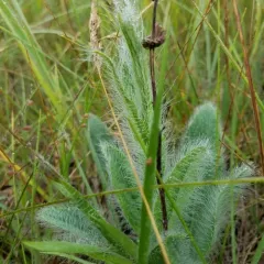 hairy hawkweed thumbnail 2