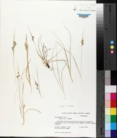 Elk Sedge thumbnail 2