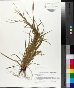 Slender Loose-flowered Sedge thumbnail 4