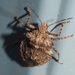 Brochymena arborea thumbnail 2