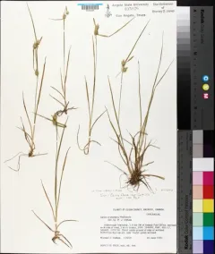 northeastern sedge thumbnail 3