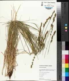 Grassland Sedge thumbnail 3