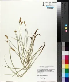 dry land sedge thumbnail 2