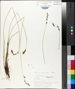 straw sedge thumbnail 2