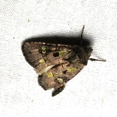 Bristly Cutworm Moth thumbnail 3