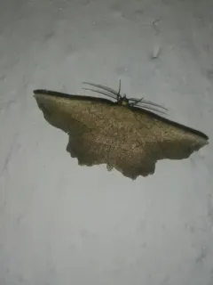 Obtuse Euchlaena Moth thumbnail 2
