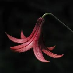 Canada lily thumbnail 4