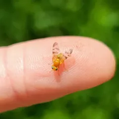 Barberry Fly thumbnail 2