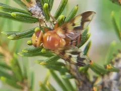 Oestrophasia calva thumbnail 1