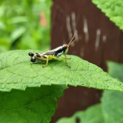 Green-legged Spur-throat Grasshopper thumbnail 4