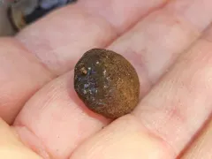 Reticularia jurana thumbnail 3
