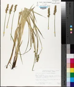 smooth-sheathed sedge thumbnail 2
