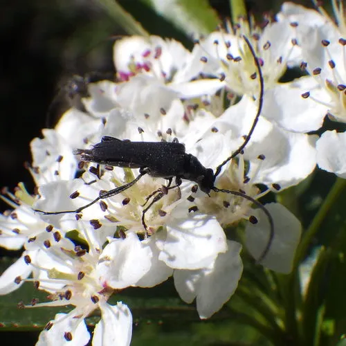 Trachysida mutabilis