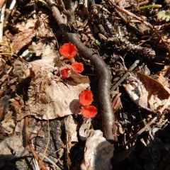 rosy goblet thumbnail 3