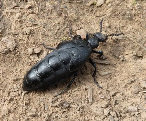 Black Meloe