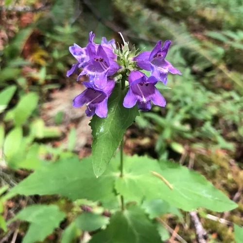 Cascade Beardtongue