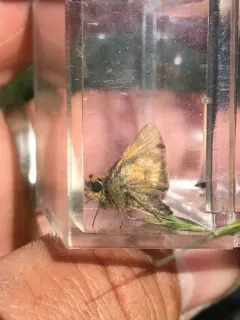 Mardon Skipper thumbnail 1
