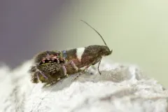 Glyphipterix circumscriptella thumbnail 1