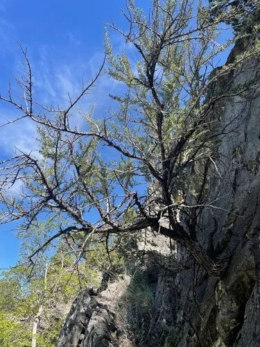 Littleleaf Mountain Mahogany