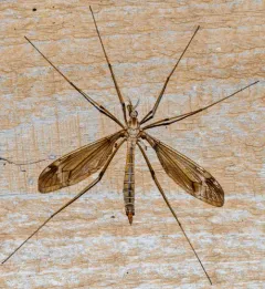 Tipula valida thumbnail 4