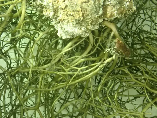 Shiny Horsehair Lichen