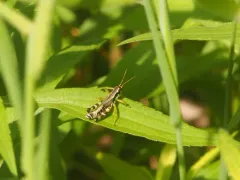 Hebard's Green-legged Grasshopper thumbnail 4