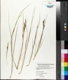 lenticular sedge thumbnail 2