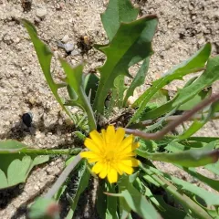 Virginia dwarfdandelion thumbnail 2